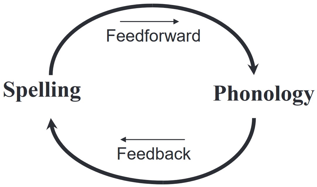 Bidirectional Flow of Information Between Sound and Spelling. Schematic representation of the mutual influence of sound and spelling in language processing adapted from Van Orden and Goldinger, 1994.